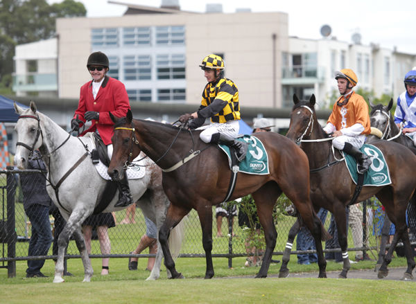 Aquacade is now favourite for the Auckland Cup (file pic)  Photo: Trish Dunell