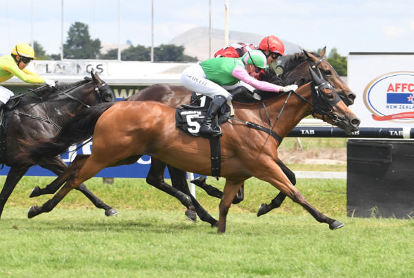 Aquilifer gets the measure of Gohugo in the final bounds at Hastings on Sunday.   Photo: Peter Rubery (Race Images Palmerston North)