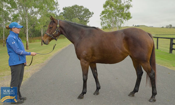 Arboreal has been a great purchase for Windsor Park Stud, $40,000 well spent!