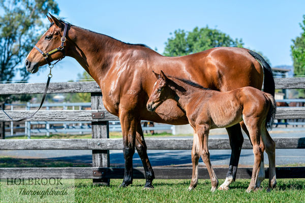 Arcadia Star pictured as a foal with her dam Arcadia at Holbrook Thoroughbreds in 2019 - image Joan Faras.