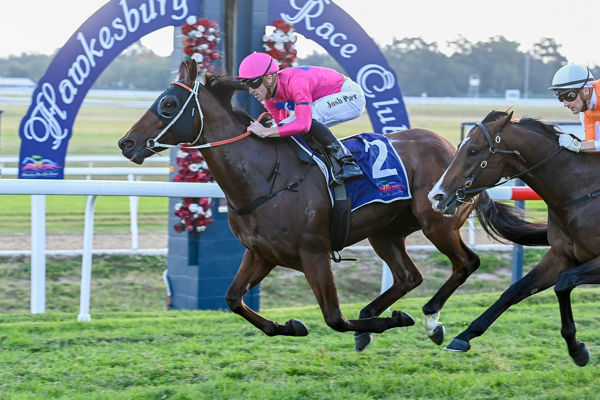 Second Hawkesbury Gold Cup for Archedemus (image Steve Hart)
