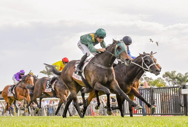 Aristocrat is a last start winner at Kembla - image Bradley Photos