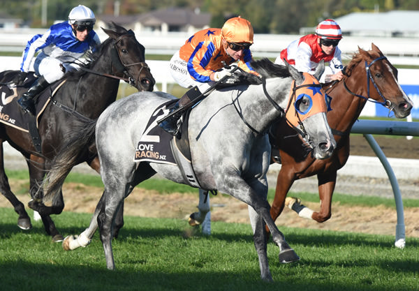 Aromatic winning the Gr.3 Martin Collins NZ Manawatu Breeders’ Stakes (2000m) at Awapuni on Friday. Photo: Peter Rubery (Race Images Palmerston North)