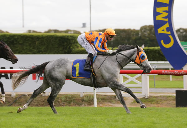 Aromatic will seek back-to-back Gr.3 Counties Cup (2100m) victories on Saturday at Pukekohe.  Photo: Peter Rubery (Race Images Palmerston North)