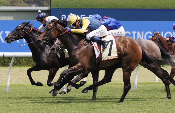 Arriving Home scores on the line at Randwick - image Steve Hart 