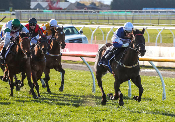 Art De Triomphe bursts clear for rider Kylie Williams as they combine to take out the Listed New Zealand Bloodstock Canterbury Belle Stakes (1200m) at Riccarton Photo Credit: Race Images South