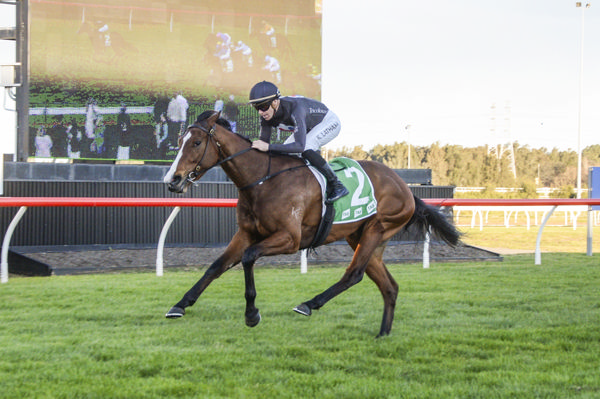 Stakes-placed at two and now Artistic Venture is a winner - image Bradley Photography