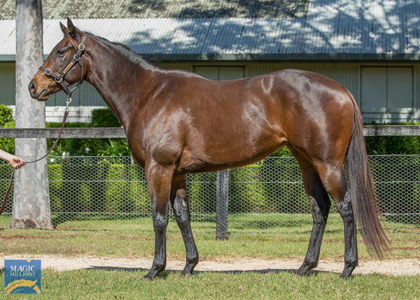 Aryaaf was bought for $800,000.