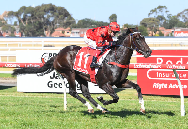 Asakura ridden by Dean Yendall wins the Oasis Turf Handicap at Geelong. Photo: (Brett Holburt/Racing Photos)