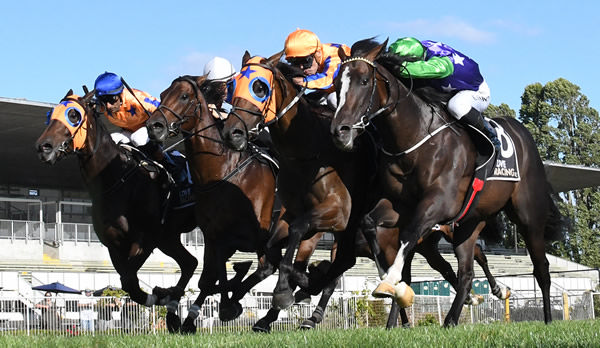What a finish! Ascend The Throne (second from inside) winning the Gr.2 Waikato Guineas. Photo: Kenton Wright (Race Images)
