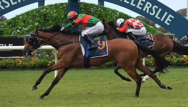 Asterix winning the Gr.2 Eagle Technology Avondale Cup (2400m).   Photo: Kenton Wright (Race Images)