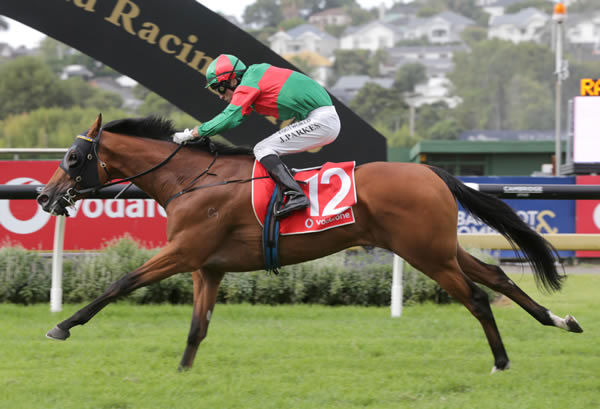 Asterix will kick-off his preparation in the Print House Mile (1600m) at Te Rapa on Saturday.  Photo: Kenton Wright (Race Images)