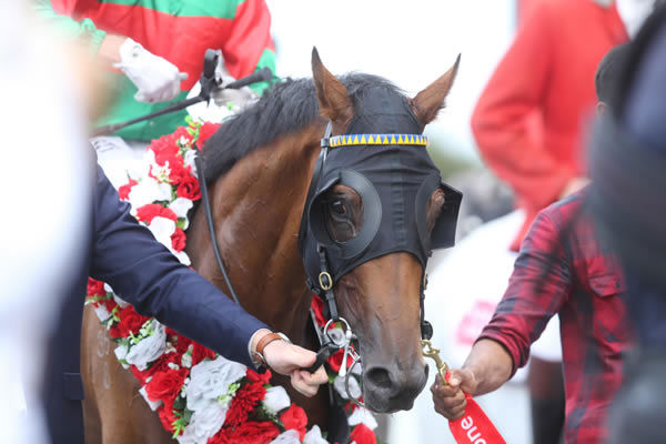 The Lance O’Sullivan and Andrew Scott-trained Asterix Photo Credit: Trish Dunell