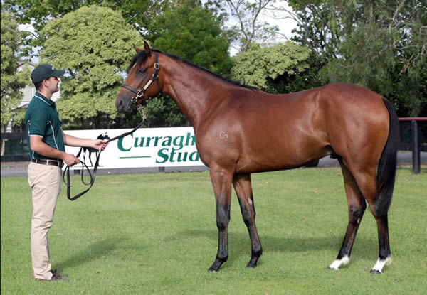 Asterix parades during the 2020 New Zealand Bloodstock Ready To Run Sale Photo Credit: Trish Dunell