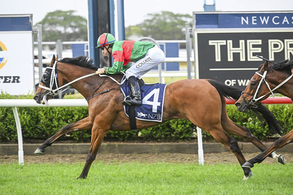 Asterix produced a strong performance to secure the victory in the A$300,000 NZB The Beauford (2300m) at Newcastle. Photo: Bradley Photos