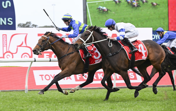 Attrition wins the G2 Hill Stakes - image Grant Courtney