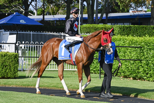 Autumn Blonde is a maiden on a mission to become a star filly next season - image Bradley Photography 