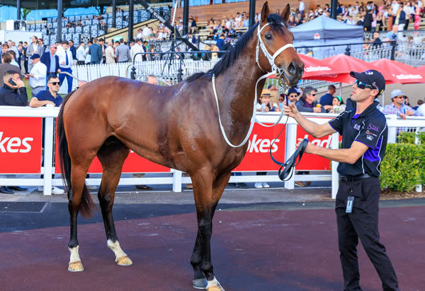 Autumn Boy is a stakes winner at his second start - image Grant Courtney 