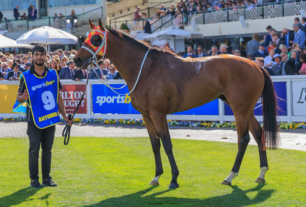 Autumn Boy is a G1 Caulfield Guineas winner - image Grant Courtney