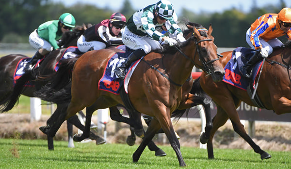 Autumn Glory winning the Gr.2 Legacy Lodge Waikato Guineas (2000m) at Te Rapa on Saturday. Photo: Kenton Wright (Race Images)