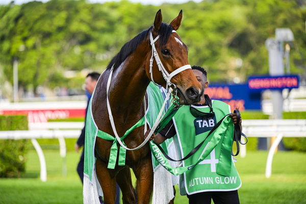 Look At Those Ears - G1 Winner Autumn Glow - Image Bradley Photos
