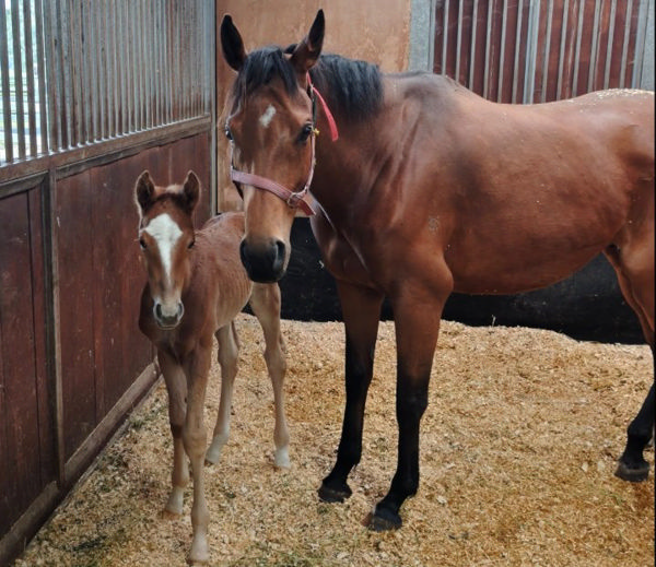 Geisel Park’s Aysar colt ‘Cosmo’ with his foster mum - image supplied