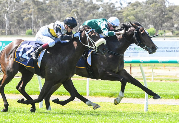 Aztec State refused to lay down, fighting back on the inside to win - image Brett Holburt / Racing Photos