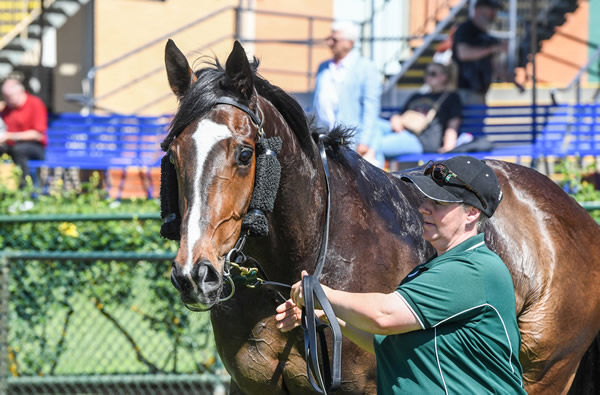 Aztec State is a likable horse - image Brett Holburt / Racing Photos