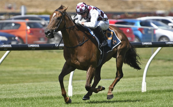 Babylon Berlin winning the Gr.3 Concorde Stakes (1200m) at Ellerslie on Saturday.   Photo: Kenton Wright (Race Images)