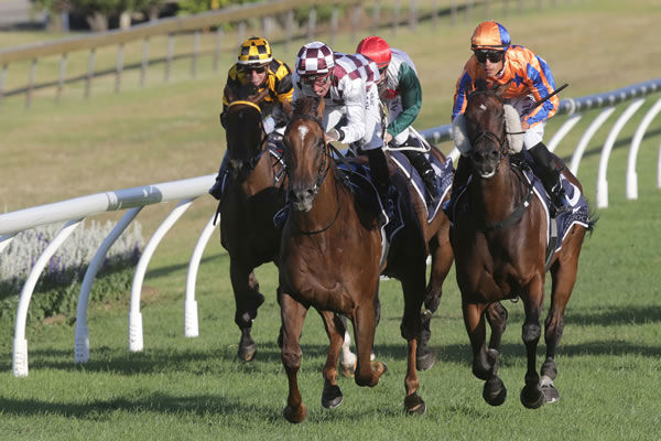 Babylon Berlin (middle, checks) fights out the finish to the Gr.3 Brighthill Farm Eminent First Yearlings Concorde Handicap (1200m) at Ellerslie with eventual runner-up Festivity (right)  Photo: Trish Dunell