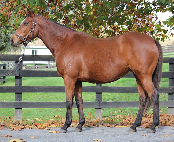 Baggy Green, the dam of multiple Group One winner Tofane. 