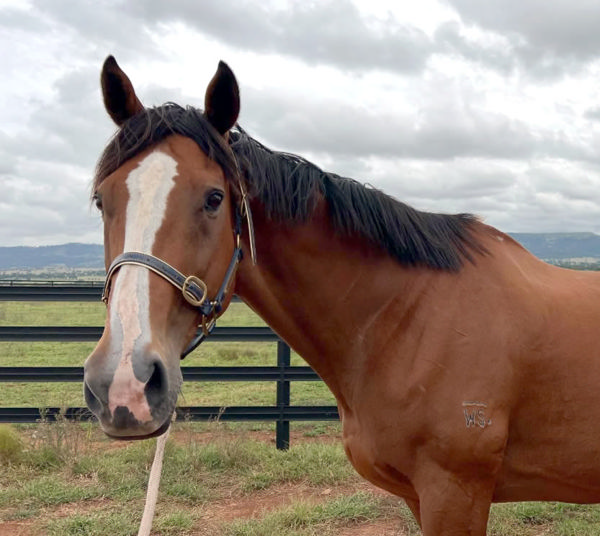 Bahia - rest in peace old girl.