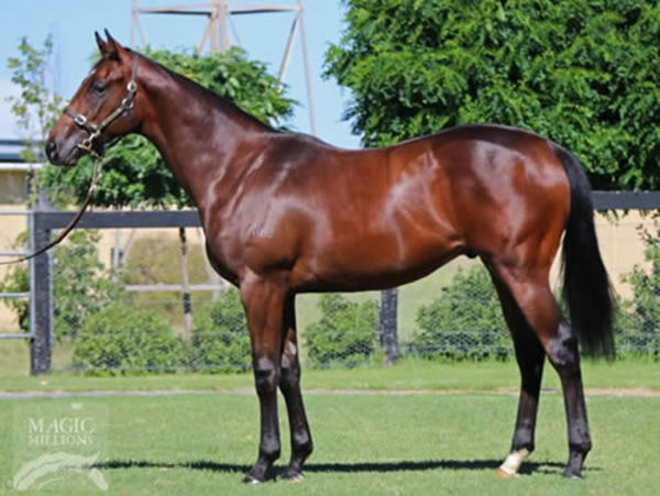Banquo a $600,000 Magic Millions yearling