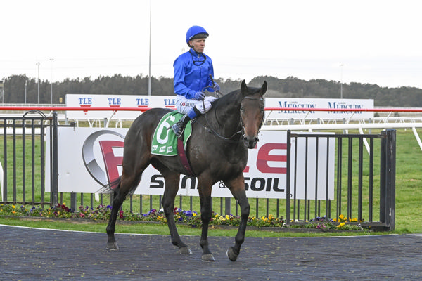 Barbarossa is the first Godolphin winner trained by Ciaron Maher - image Bradley Photography