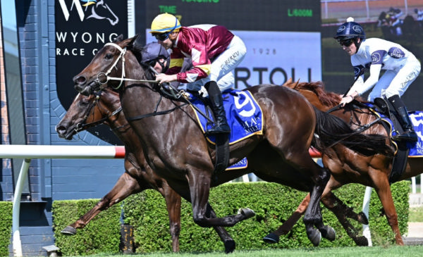 Bauhinia is a watch horse this season for Hellbent - image Bradley Photography 