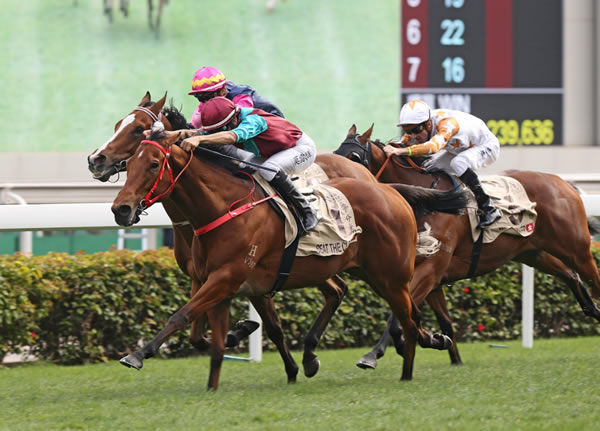 HK Champion Sprinter Beat the Clock was bred and sold by Jilly Henderson. 