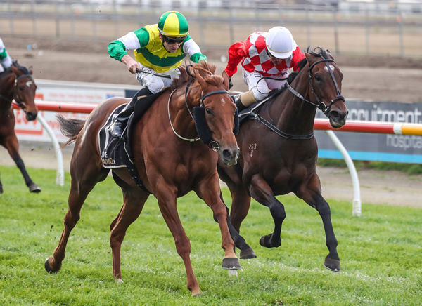 Beauden (left) and Hypnos fight out the finish of the Gr.3 Coca Cola Canterbury Gold Cup (2000m) Photo Credit: Race Images South