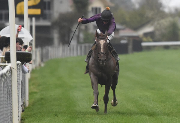 Joe Doyle uses every inch of the Awapuni straight to guide Belardo Boy to victory in the Gr.3 Hunterville Vet Club Metric Mile (1600m).  Photo: Peter Rubery (Race Images Palmerston North)