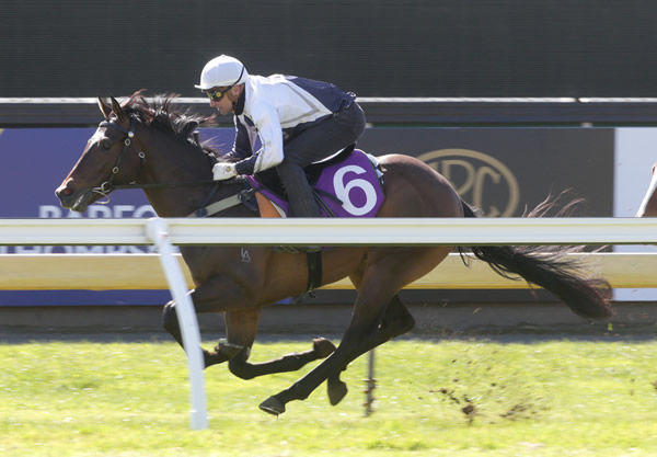 The Belardo-Real Angel colt winning his 700m trial at Ellerslie on Tuesday. Photo: Trish Dunell