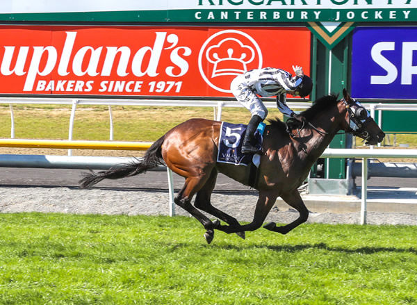 Belclare and jockey Michael McNab score an easy victory in the Gr.3 Valachi Downs Canterbury Breeders’ Stakes (1400m) Photo: Race Images CHCH