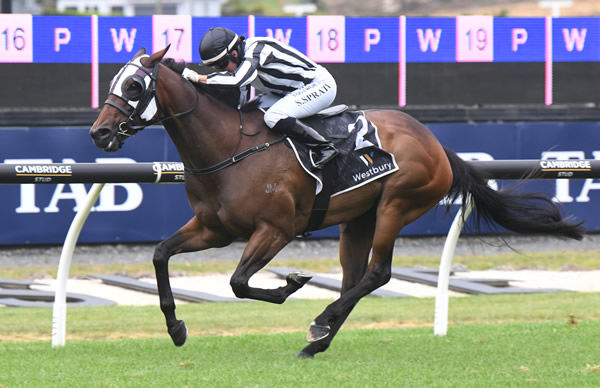 Sam Spratt guides a game Belclare to victory in the $500,000 Gr.2 Westbury Classic (1600m) at Ellerslie. - Race Images