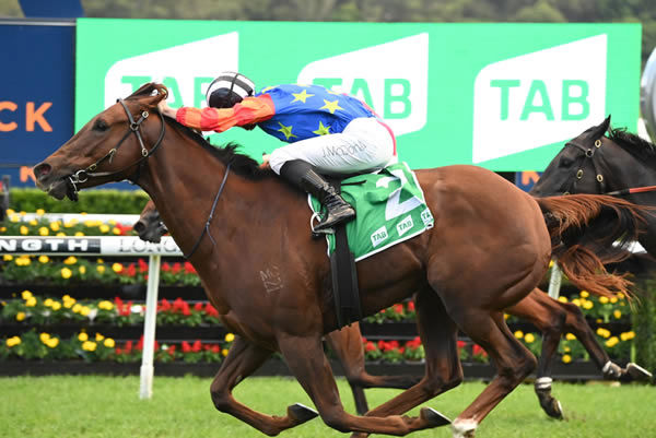 Bella Nipotina is going strong at age six and has won $4million in prizemoney - image Steve Hart
