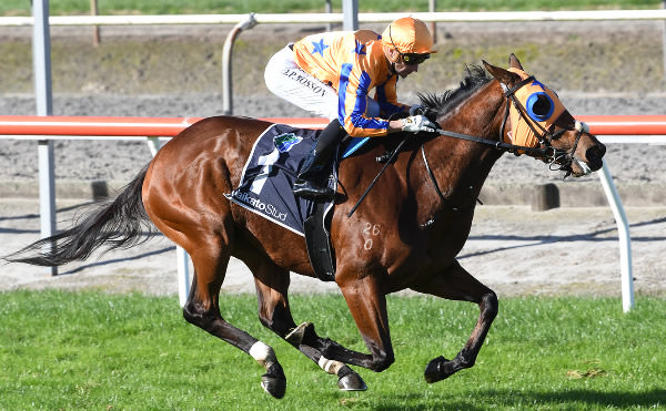 Bella Voce winning at Matamata on Wednesday. Photo: Kenton Wright (Race Images)