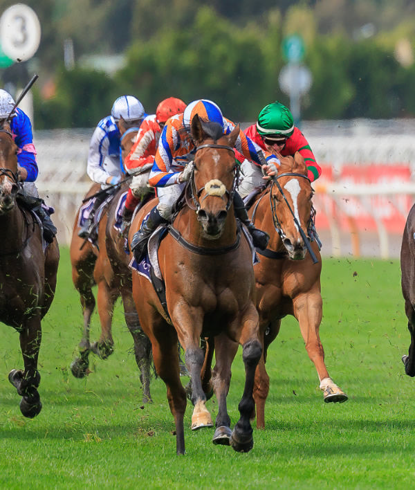 Bellatrix Star salutes at Flemington  - image Grant Courtney