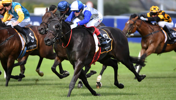 Belle Cheval winning the Gr.3 Cambridge Stud Almanzor Trophy (1200m) at Ellerslie on Saturday.  Photo: Kenton Wright (Race Images)