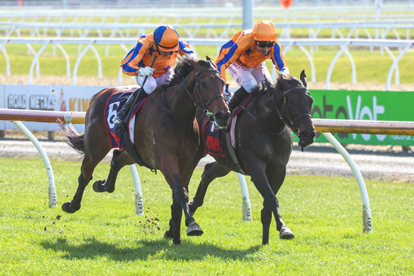 Belle Du Monde winning Saturday’s Winter Appeal 3YO (1000m) at Riccarton.  Photo: Ajay Berry (Race Images South)