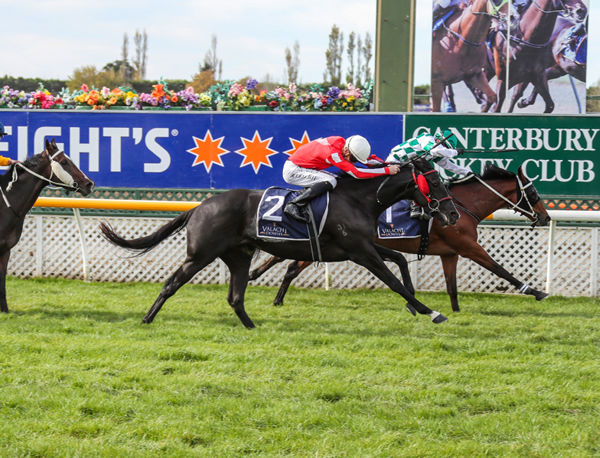 The Stephen Marsh-trained Belle Fascino clings on gamely to win the Gr.3 Valachi Downs South Island Thoroughbred Breeders’ Stakes (1600m) at Riccarton Photo Credit: Race Images South