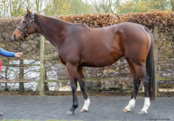 Beloved (IRE) was well bought from the 2022 Tattersalls December Mares Sale for 125,000 guineas. 