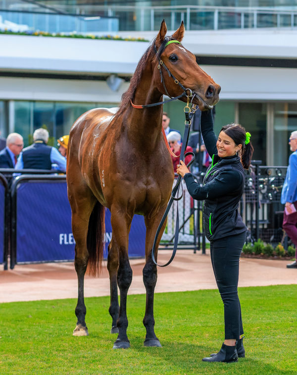 Big horse with a big future (image Grant Courtney)