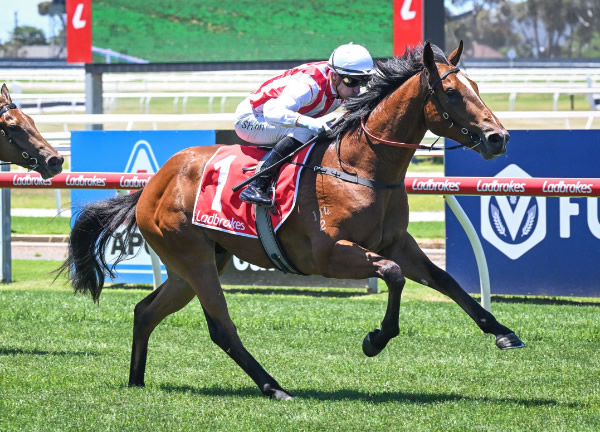 Beskar wins easily on debut at Geelong - image Reg Ryan / Racing Photos 